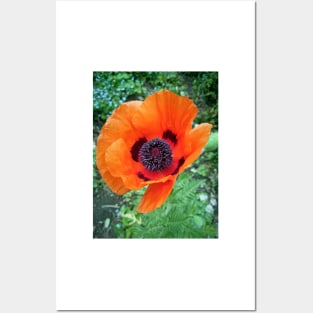 Poppy flower Posters and Art